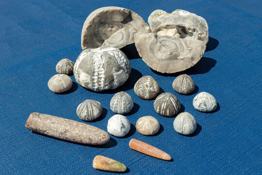 Versteinerungen: Fossilienfunde am Ostseestrand