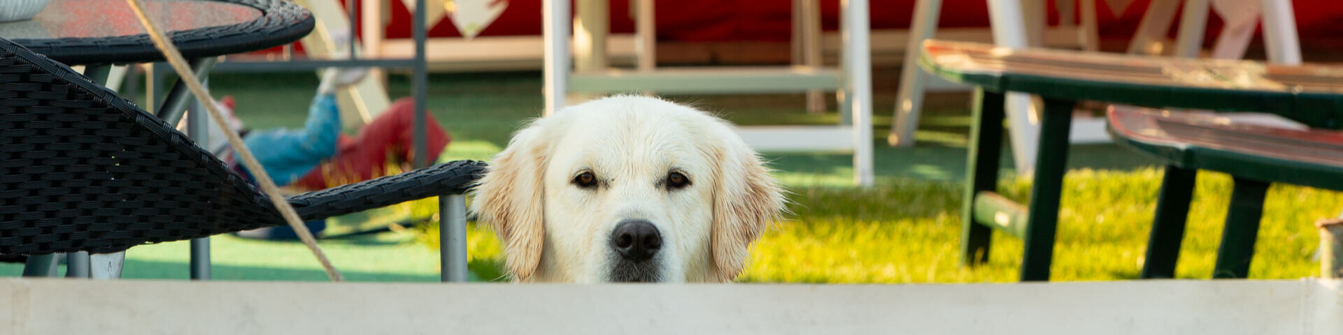 Camping-Urlaub mit Hund