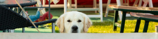 Urlaub mit Hund: Ostsee Campingplatz Hemmelmark