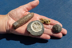 Seeigel/Donnerkeil: Fossilienfunde am Ostseestrand der Eckernförder Bucht